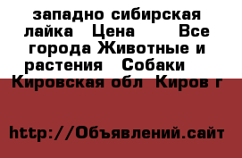 западно сибирская лайка › Цена ­ 0 - Все города Животные и растения » Собаки   . Кировская обл.,Киров г.